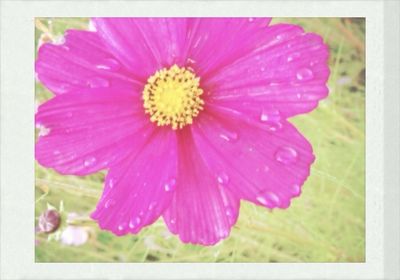 Close-up of flower