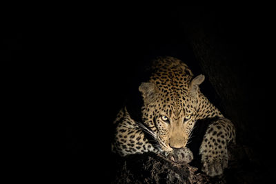 Leopard on tree at night