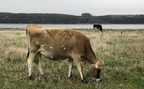 Horses grazing in a field