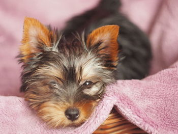 Close-up portrait of a dog