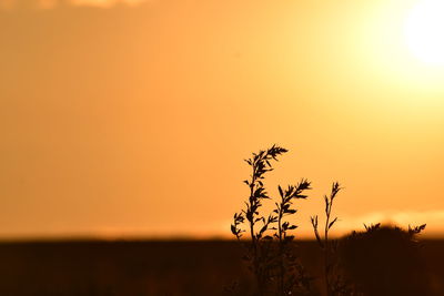 Close-up of silhouette plant against sky during sunset