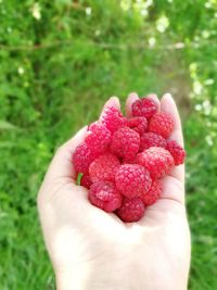 Midsection of person holding strawberries