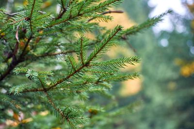 Close-up of pine tree branch