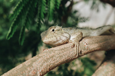 Close-up of lizard on tree