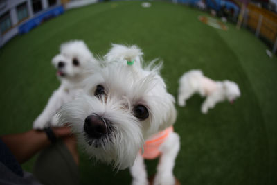 Close-up of white dog