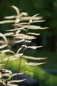 Close-up of plant