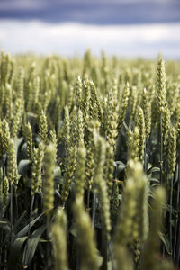 Close-up of green wheat