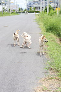Dogs on road in city