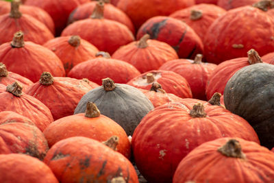 Closeup of harvested green and orange market pumpkins excellent texture