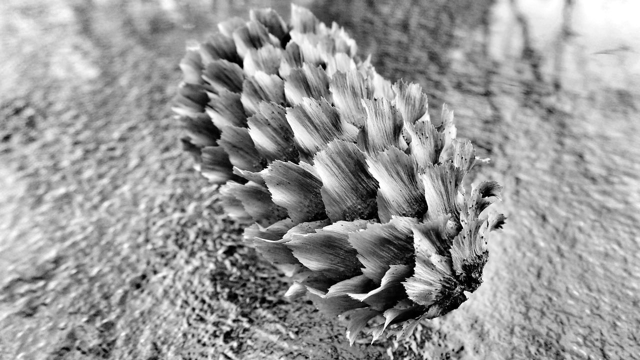 Pinecone on glass