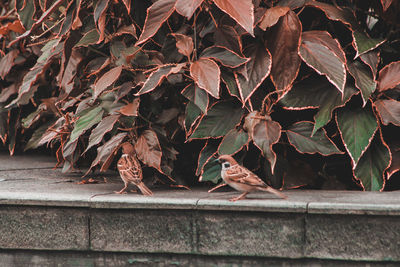 Close-up of dried autumn leaves against wall