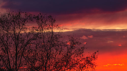 Silhouette plants against dramatic sky during sunset