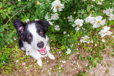 Portrait of dog on field