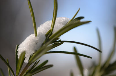 Close-up of wet flower