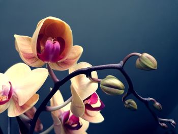 Close-up of pink orchid against white background