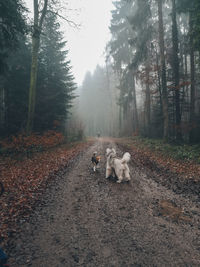 View of dog on road in forest