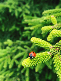 Close-up of ladybug on leaf