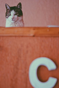 Close-up portrait of a cat