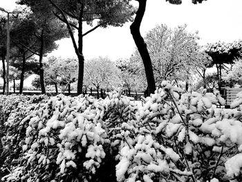 Scenic view of snow covered field and trees