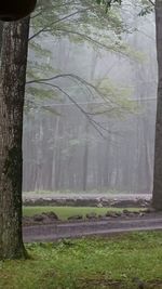 View of trees in water