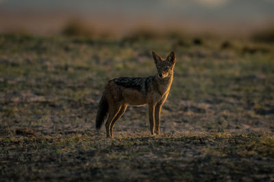 Fox standing on field