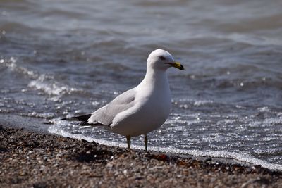 Seagull on beach