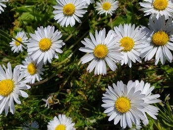 Close-up of white daisy flowers