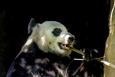 Close-up of an animal