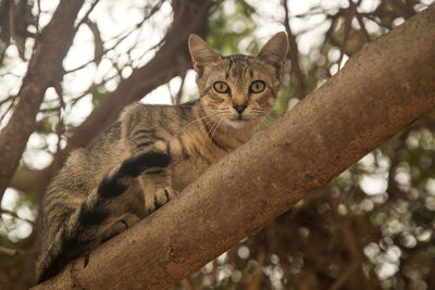 A frightened cat on a tree branch