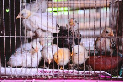 Birds in cage