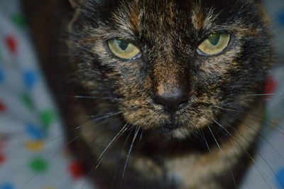 Close-up portrait of cat