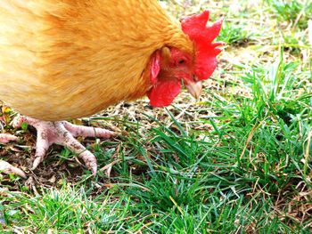 Close-up of a bird on field