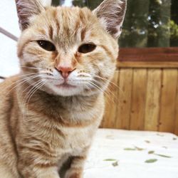 Close-up portrait of a cat