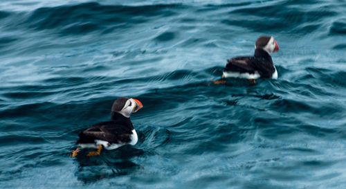 Birds swimming in lake