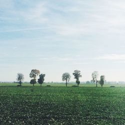 Scenic view of grassy field against sky