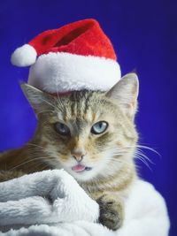 Close-up portrait of cat