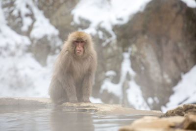 Portrait of monkey by lake during winter