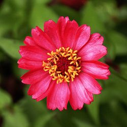 Close-up of red flower blooming outdoors