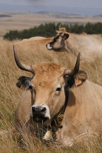 Portrait of cow standing on field