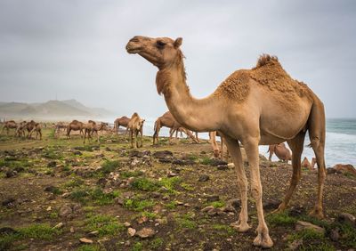 Camels standing on the coast against sky