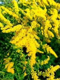 Close-up of yellow flowers