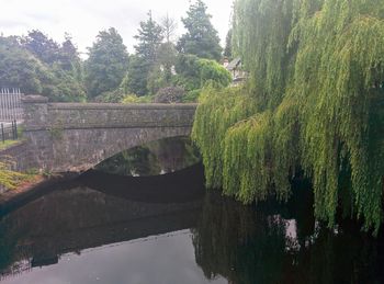 Reflection of trees in river