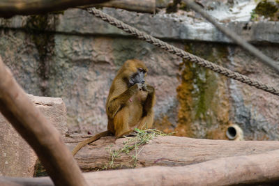 Monkey sitting on tree branch in zoo