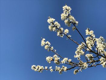 Low angle view of cherry blossoms against clear blue sky