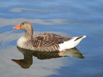 Side view of greylag goose swimming on lake