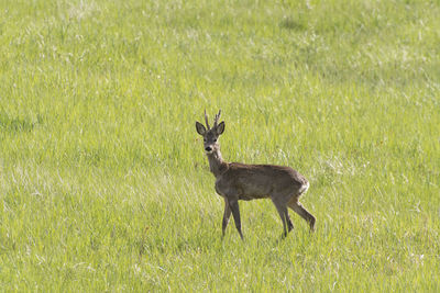 Deer standing on grass