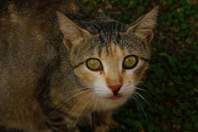 Close-up portrait of a cat
