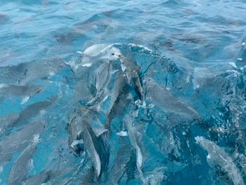 View from the boat  of swimming  fish and feeding fish underwater