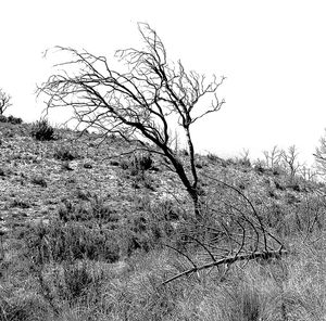 Bare trees on field against clear sky