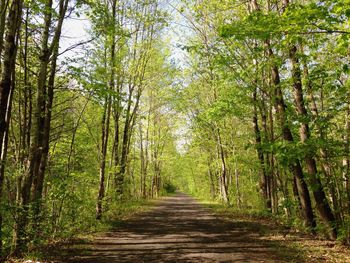 Narrow pathway along trees